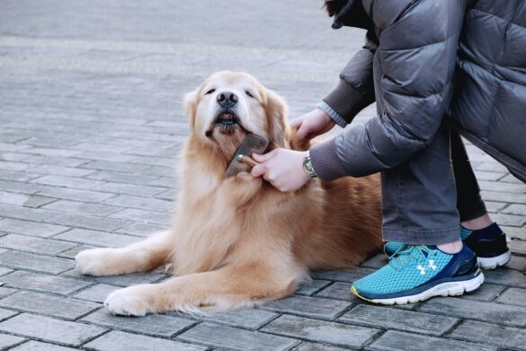 grooming